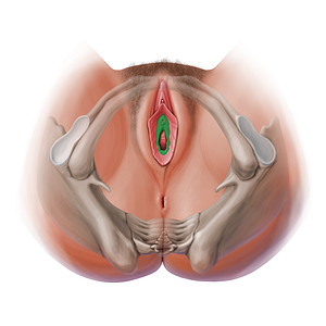 Vestibule of vagina (#13847)