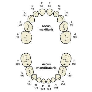 Universal Numbering System (deciduous teeth) (Latin)