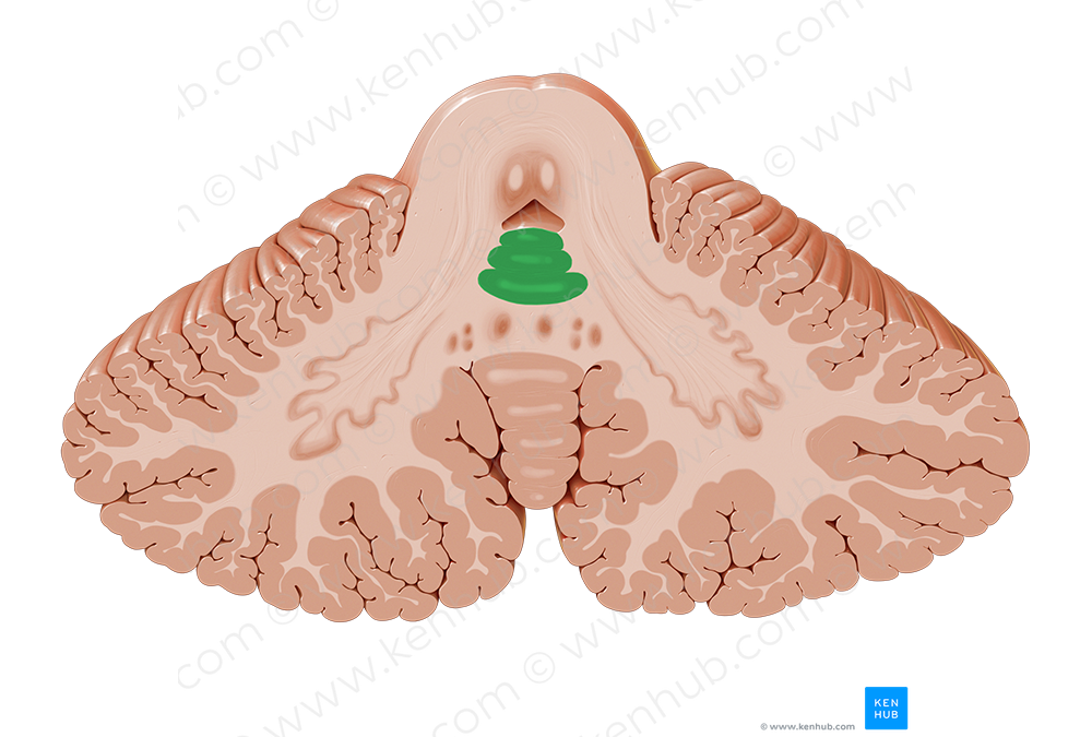 Lingula of cerebellum (#4743)
