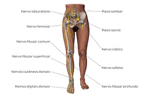 Main nerves of the lower limb - anterior (Portuguese)