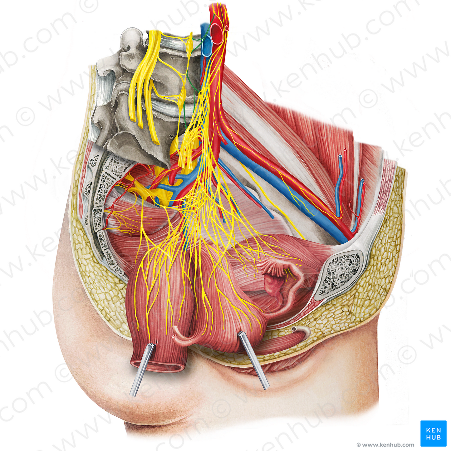 Lumbar splanchnic nerves (#6275)