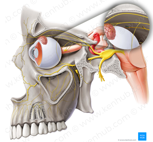 Anterior ethmoidal nerve (#6395)