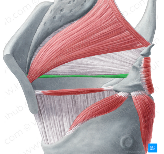 Vestibular ligament (#4679)