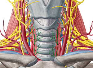 Recurrent laryngeal nerve (#6506)