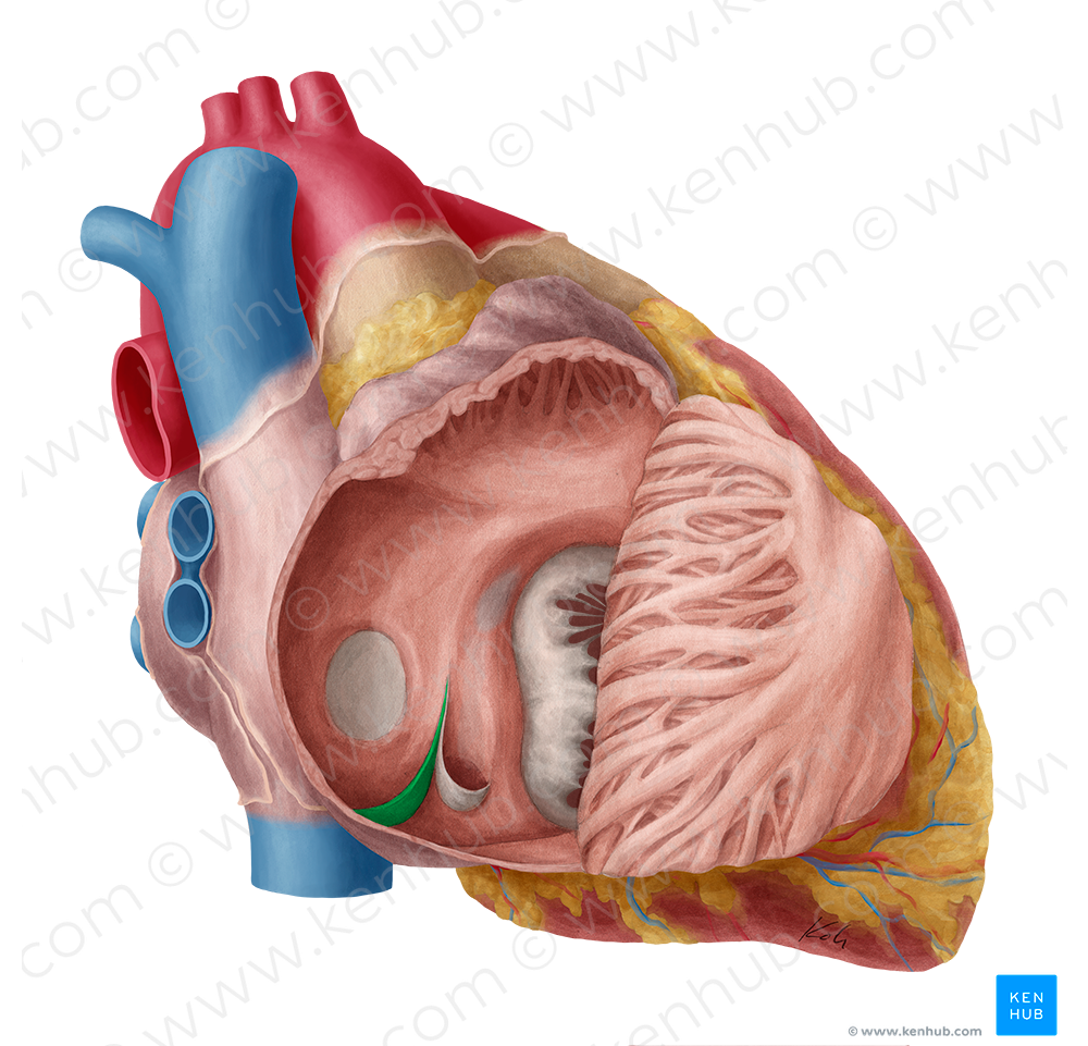 Valve of inferior vena cava (#9930)