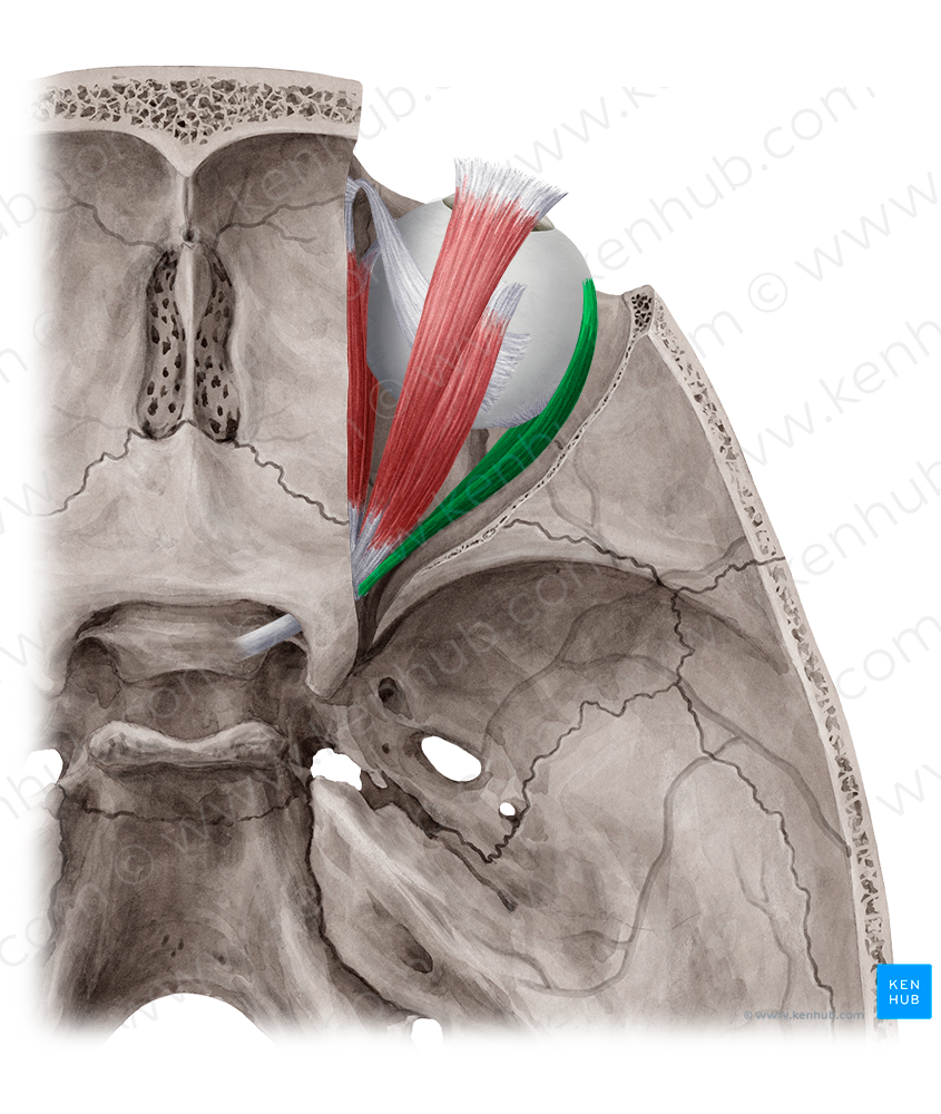 Lateral rectus muscle (#5862)