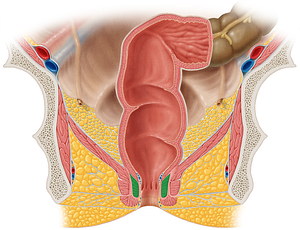 Internal anal sphincter (#9088)