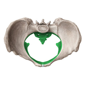 Lesser pelvis (#20305)