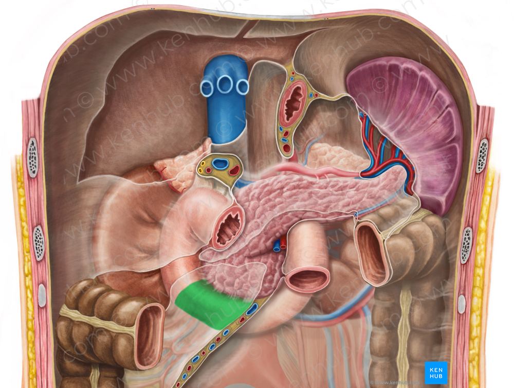 Horizontal part of duodenum (#7714)