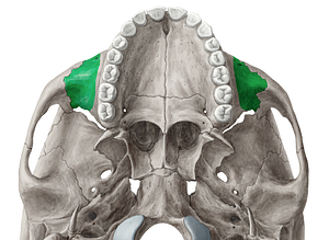 Zygomatic process of maxilla (#8363)