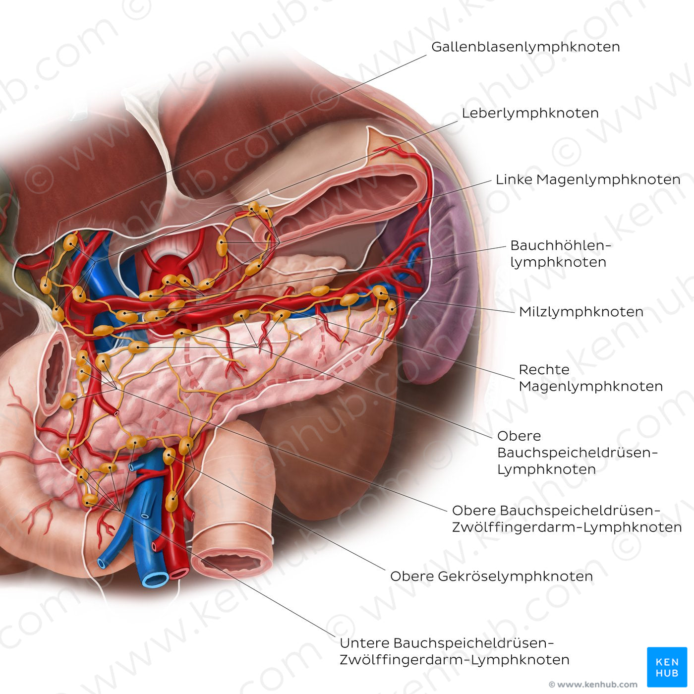Lymphatics of the pancreas, duodenum and spleen (German)