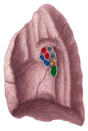 Right inferior pulmonary vein (#10508)