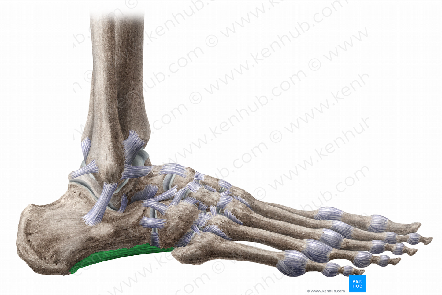 Long plantar ligament (11468) Kenhub Image License Store