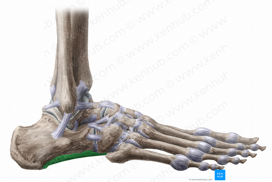 Long plantar ligament (#11468)