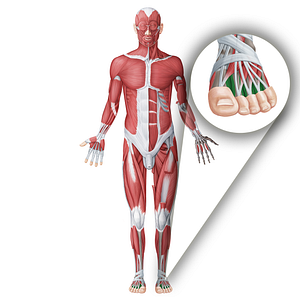 Dorsal interossei muscles of foot (#18655)