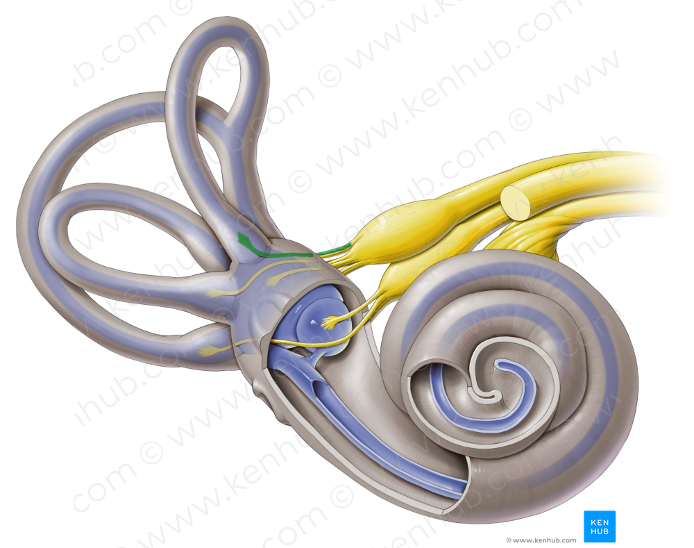 Anterior ampullary nerve (#6316)