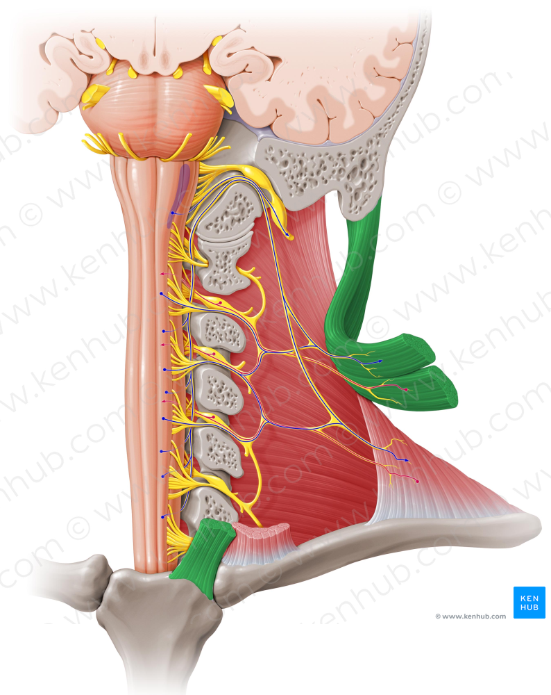 Sternocleidomastoid muscle (#6003)