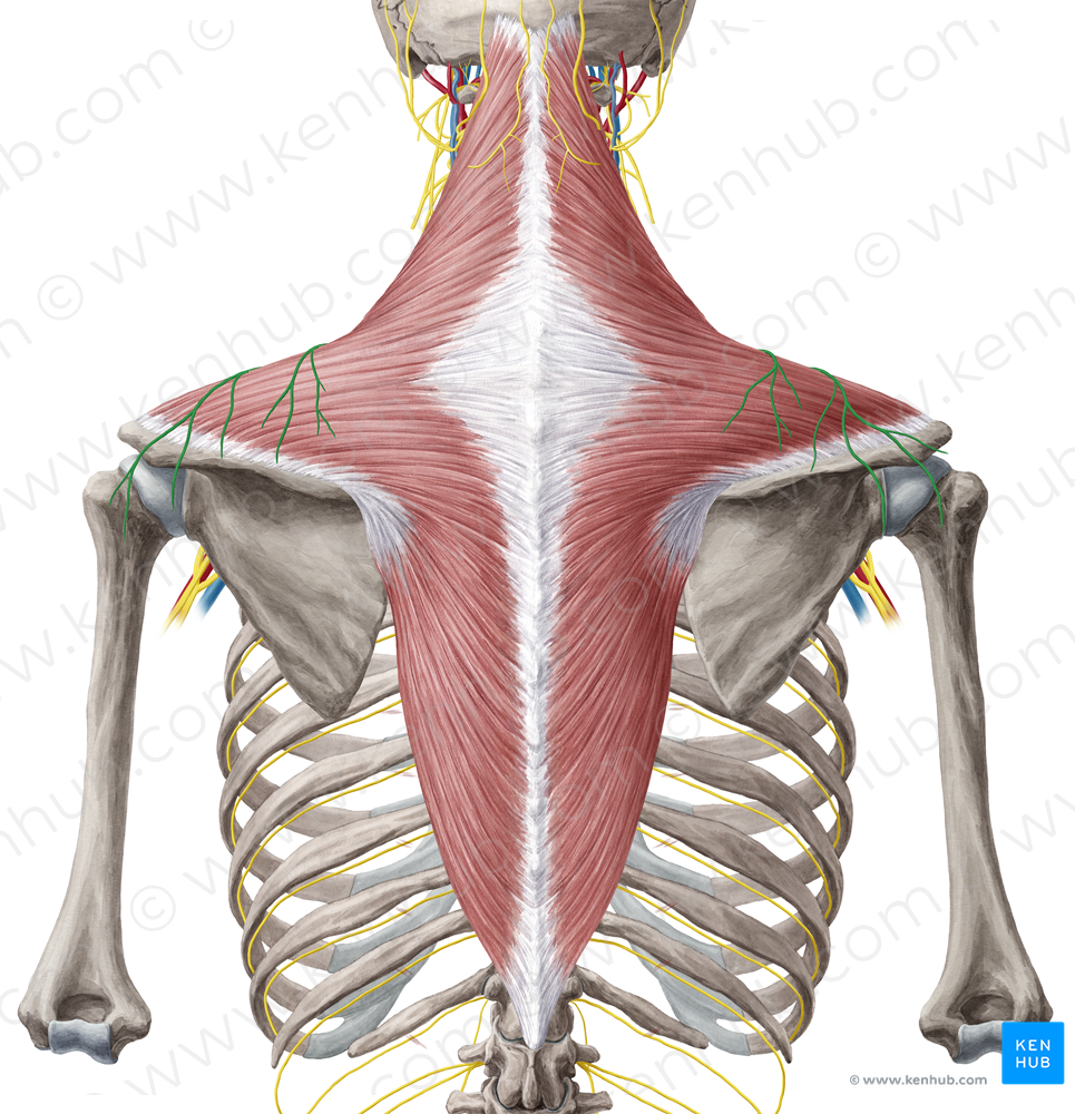 Supraclavicular nerves (#6282)