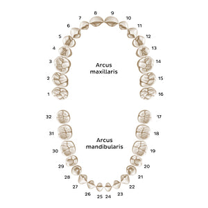 Universal Numbering System (permanent teeth) (Latin)