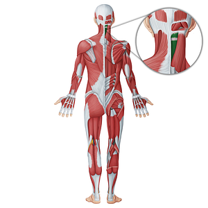 Semispinalis capitis muscle (#18741)