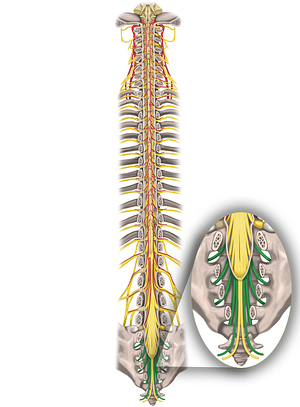 Spinal nerves S1-S5 (#6266)