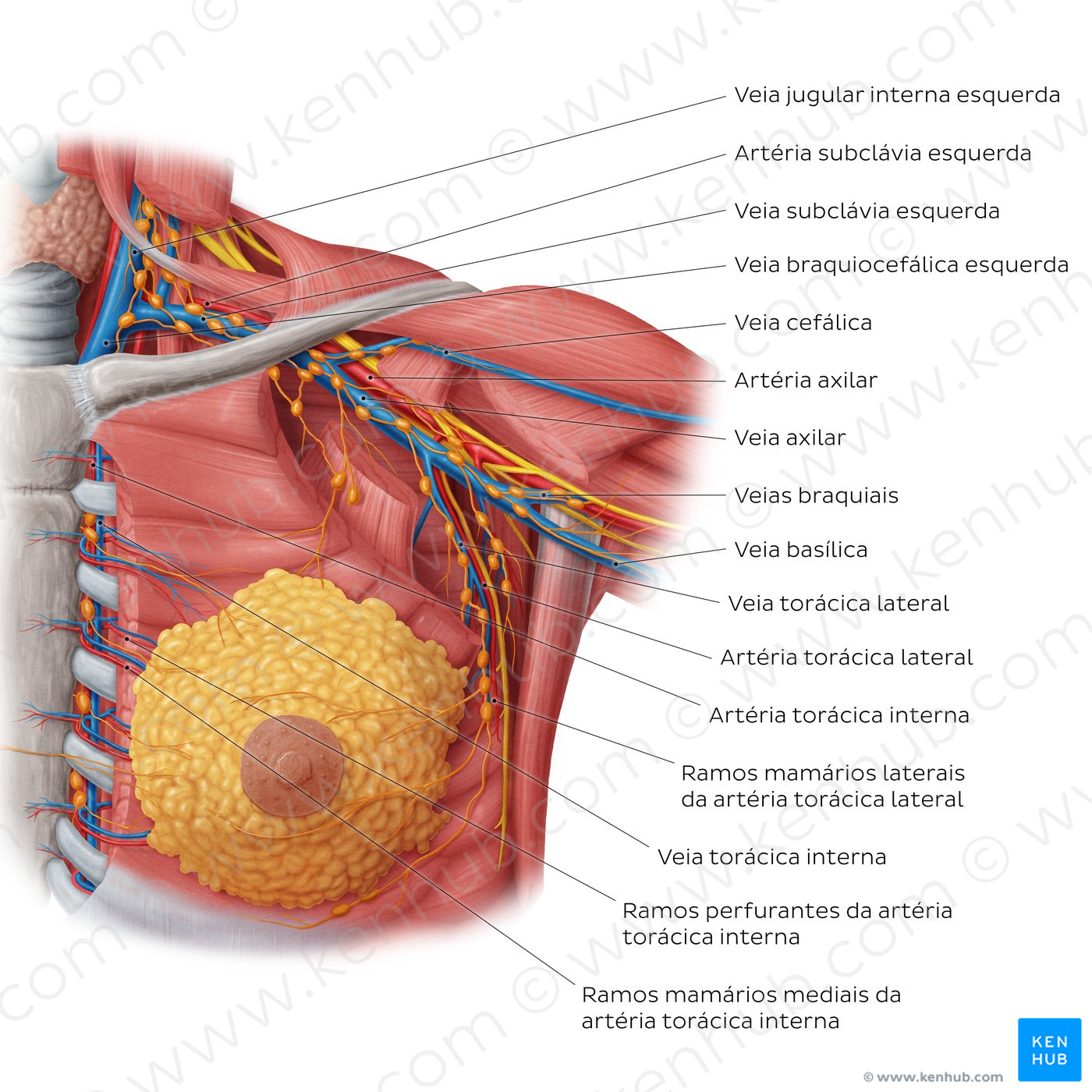 Blood vessels of the female breast (Portuguese)