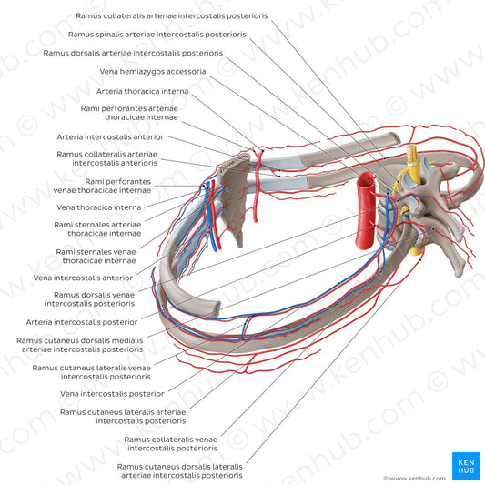 Arteries and veins of the intercostal space (Latin)