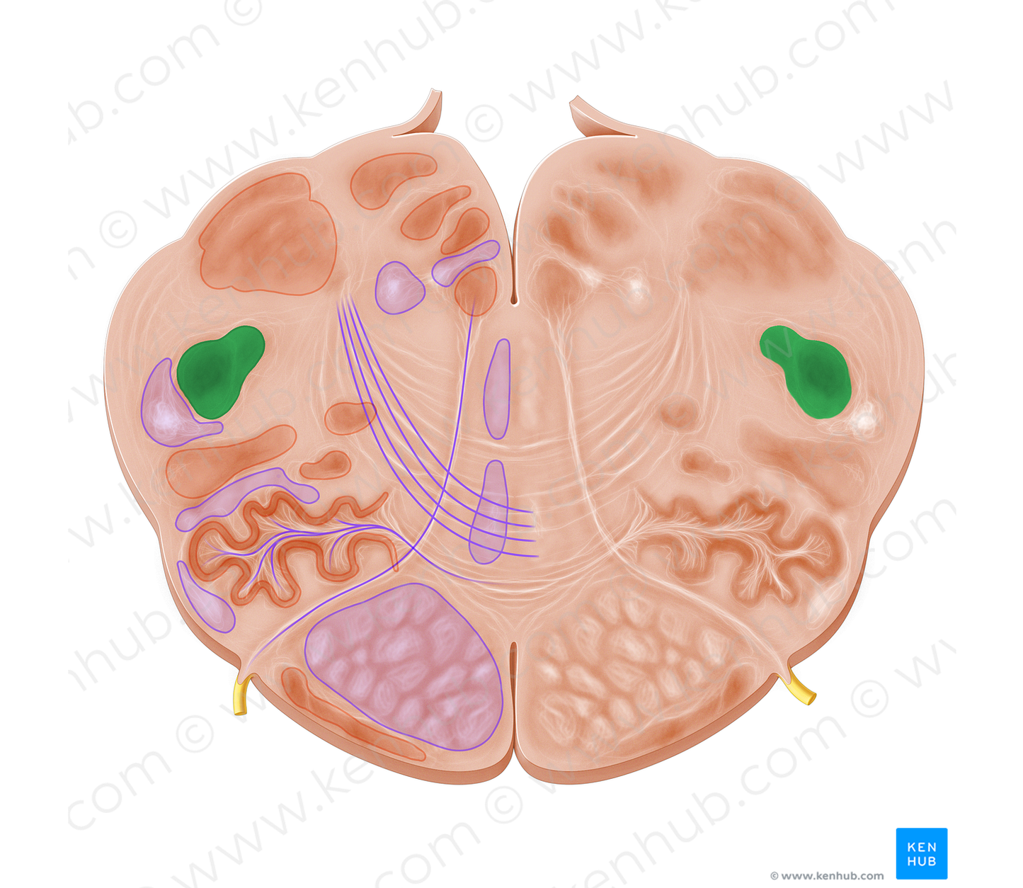 Spinal nucleus of trigeminal nerve (#7261)