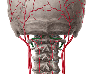 Vertebral artery (#1968)