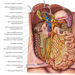 Innervation of the small intestine (Latin)