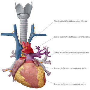 Lymphatics of the heart (Spanish)