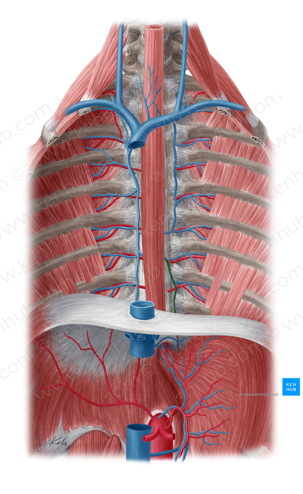 Hemiazygos vein (#10259)