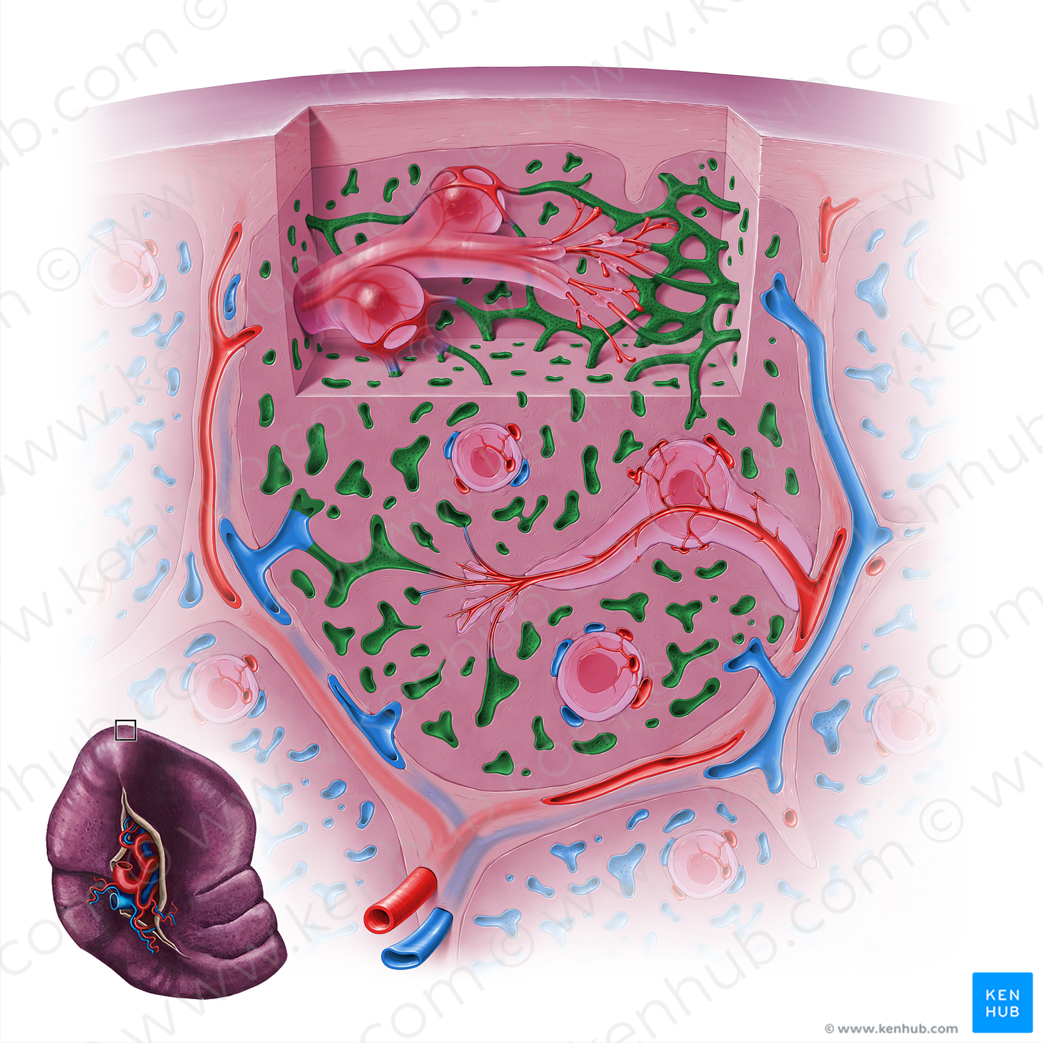 Splenic sinusoids (#18142)