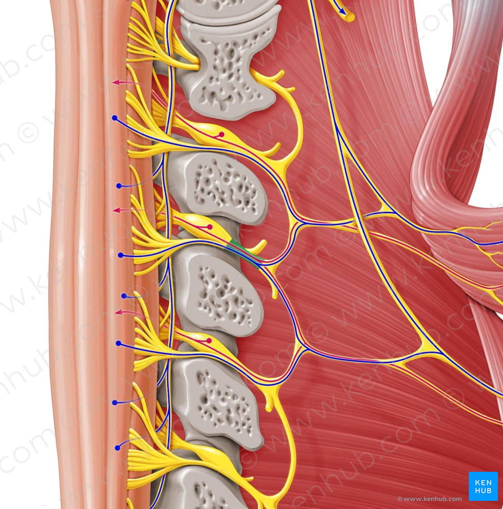 Spinal nerve C3 (#6734)
