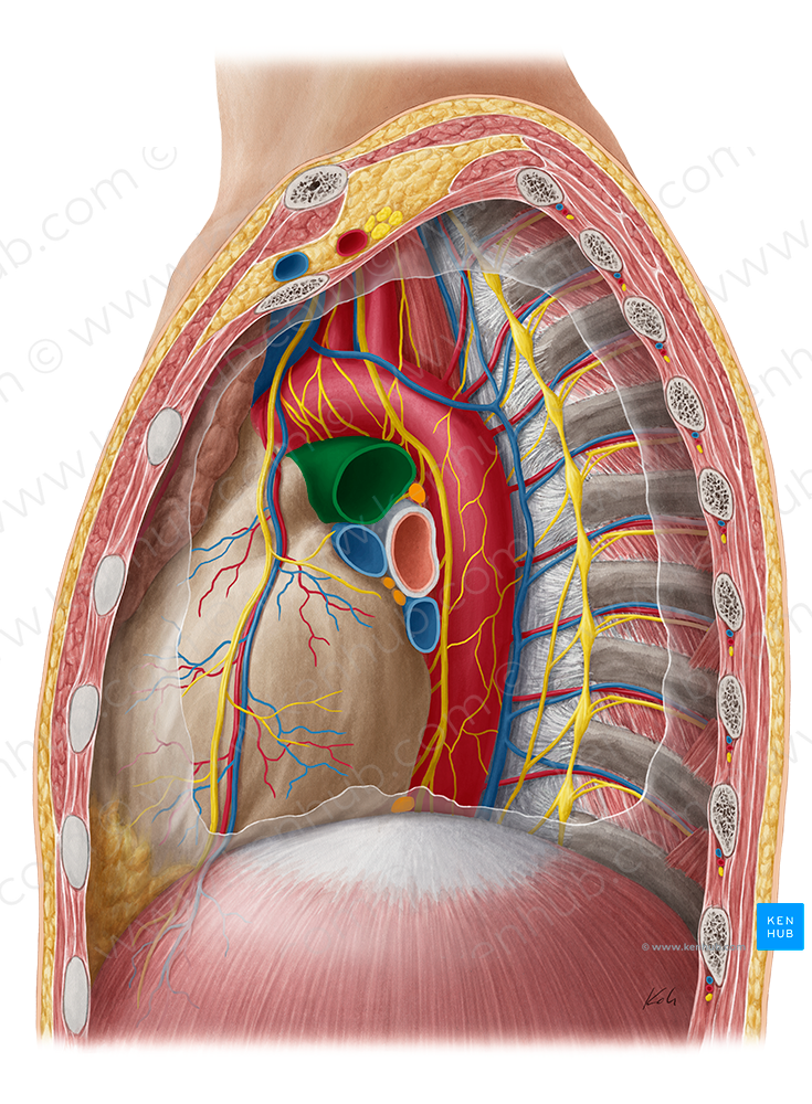 Left pulmonary artery (#1693)