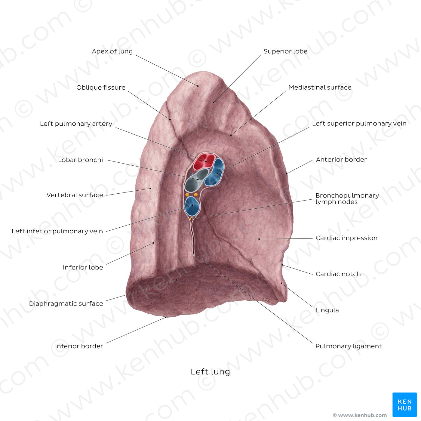 Medial view of the left lung (English)