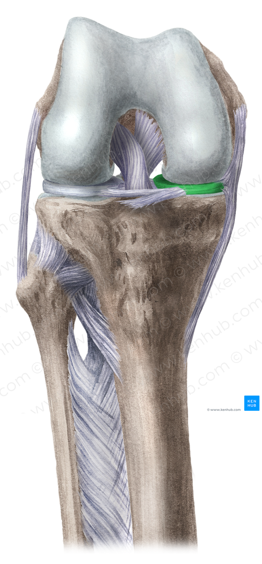 Medial meniscus (#5063)