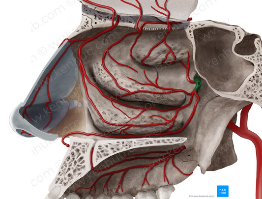 Sphenopalatine artery (#1773)