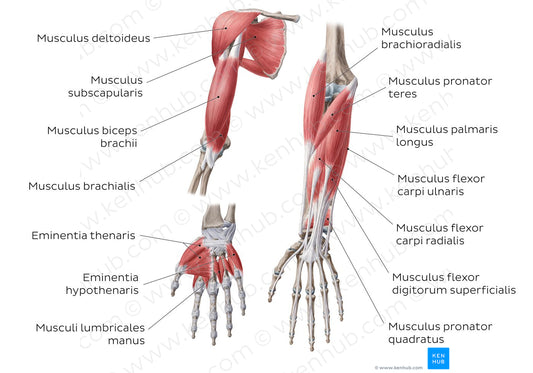 Main muscles of the upper limb - anterior (Latin)