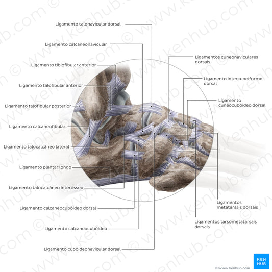 Ligaments of the foot (lateral view) (Portuguese)