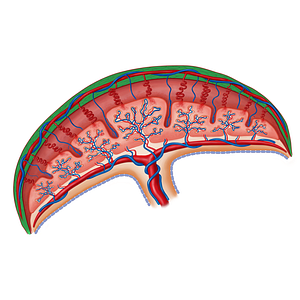 Myometrium (#19174)