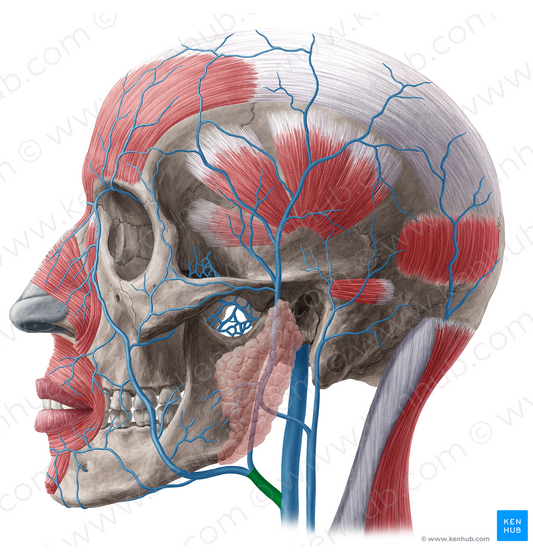 Common facial vein (#20516)