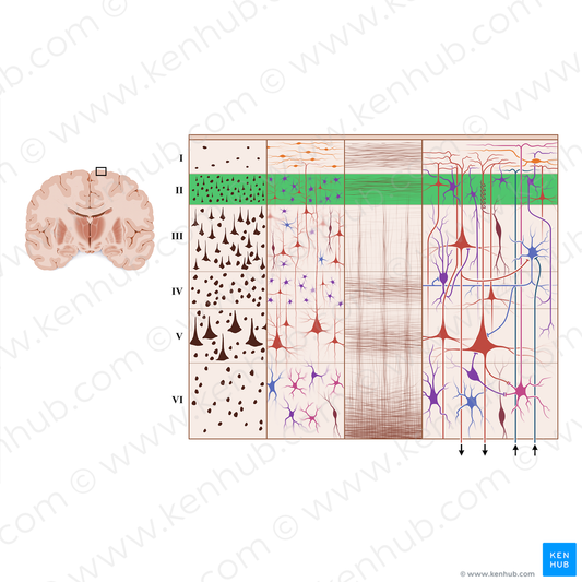 External granular layer of cerebral cortex (#18931)