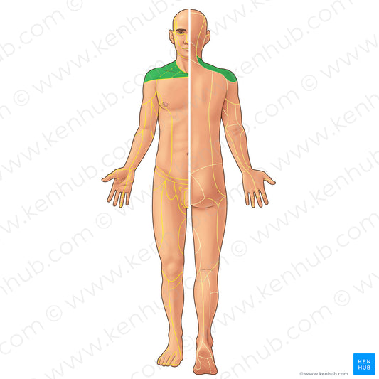 Supraclavicular nerves (#21903)