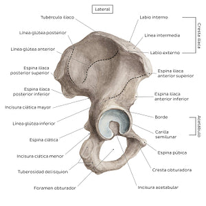 Hip bone (lateral view) (Spanish)