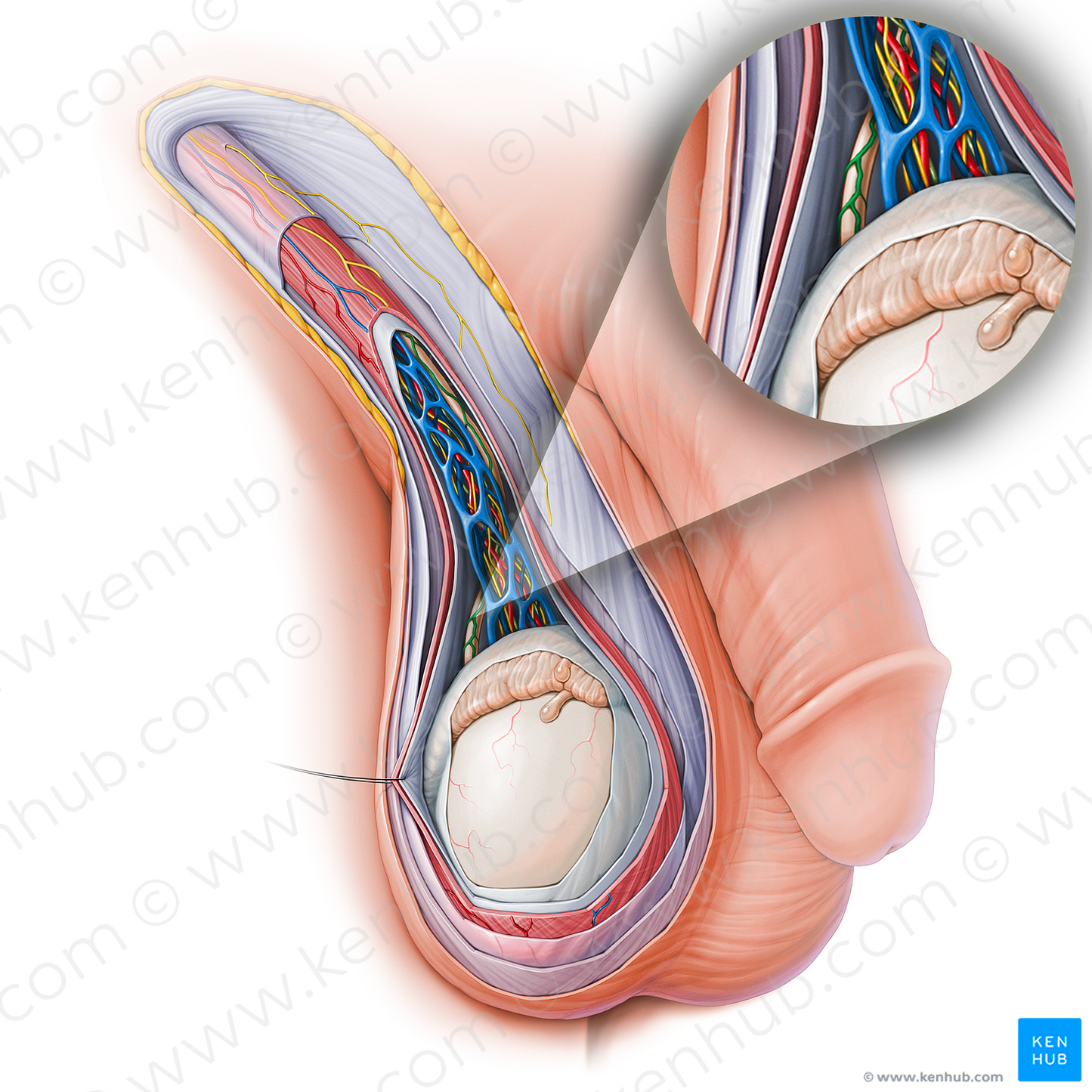 Artery of ductus deferens (#15135)