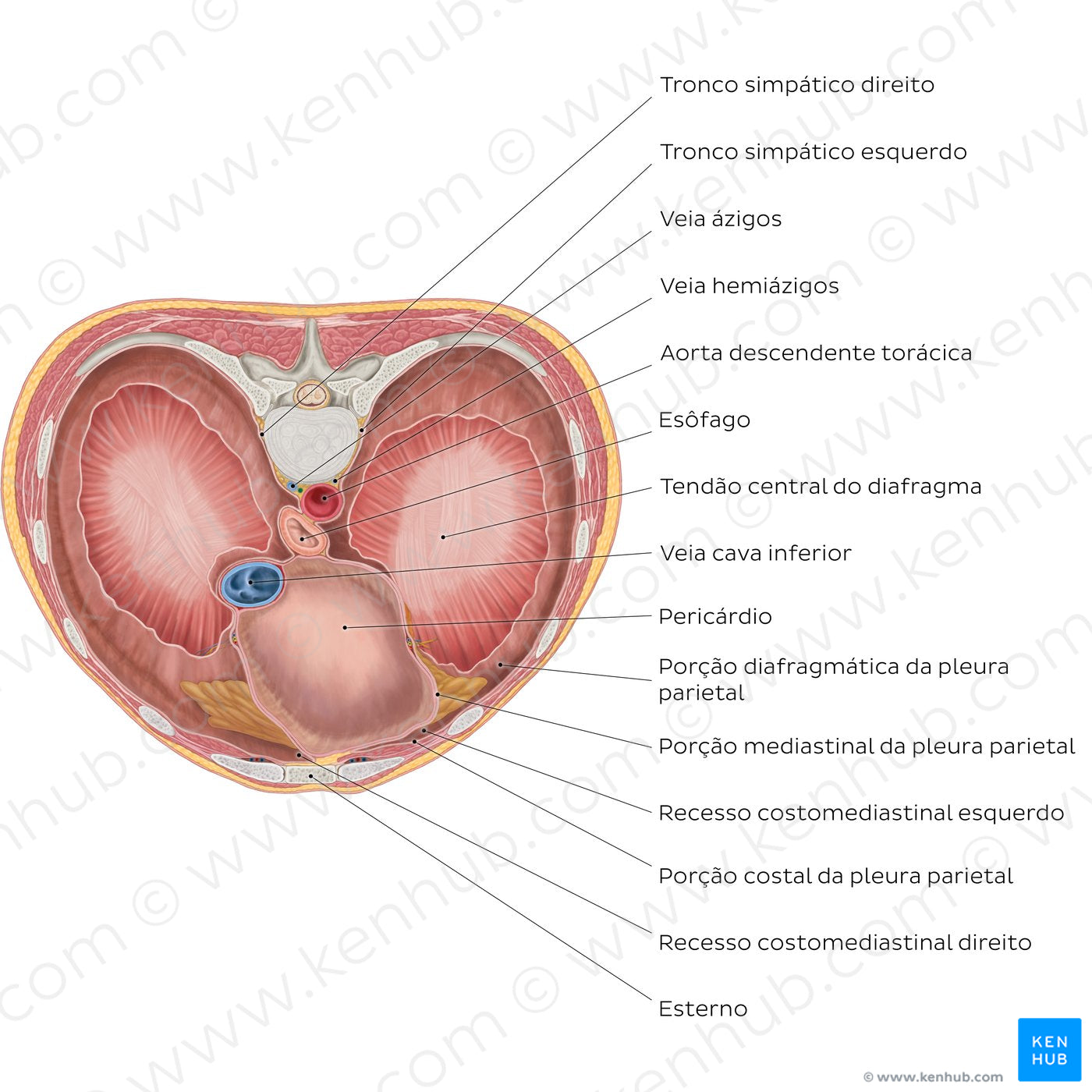 Thoracic surface of the diaphragm (Portuguese)