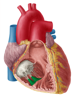 Anterior papillary muscle of right ventricle (#5711)