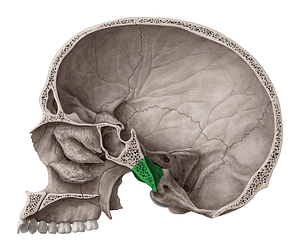 Basilar part of occipital bone (#7669)