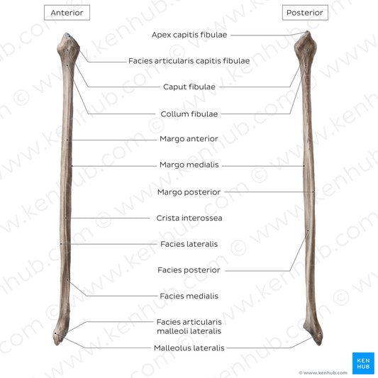 Fibula (Latin)